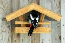 DSCN5478.webp