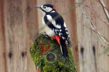 DSCN5481.webp