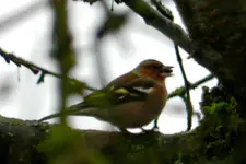 DSCN5595.webp