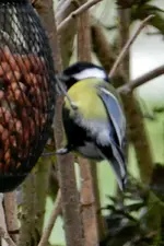 DSCN5617.webp