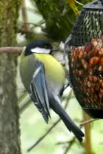 DSCN5621.webp