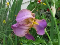 IMG_0349v.webp