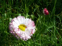 100_1096.webp