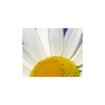 Kamille_aus.webp