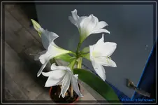 comp_DSC02592.webp