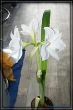 comp_DSC02594.webp