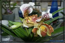 comp_DSC02596.webp