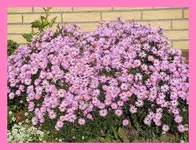 003.webp