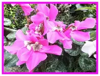 003.webp