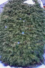 IMG_2259.webp