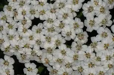 white (11).webp