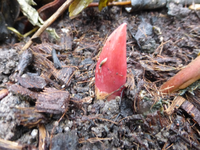 P1260475.webp