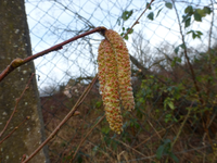 P1260735.webp