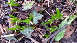 IMG-20150113-WA0005.webp