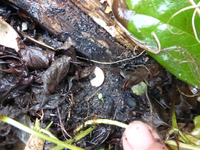 P1260769.webp