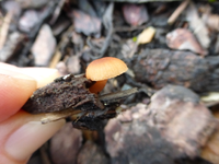 P1260550.webp