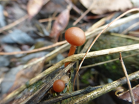 P1260564.webp