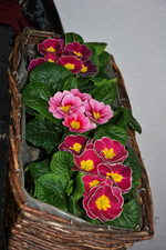 DSC_3325.webp