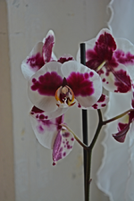 DSC_3319.webp