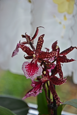 DSC_3321.webp