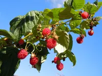 Rot_00007.webp
