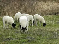 Schwennigen18-03-12_066.webp