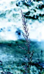 the_last_seed_p.webp