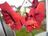 P1160892.webp