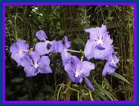 087.webp