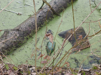 P1260410.webp