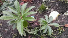 Helleborus44.webp