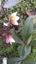Helleborus42.webp