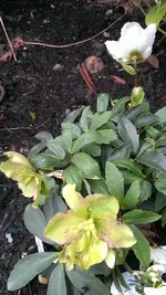 Helleborus40.webp