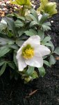 Helleborus38.jpg