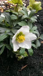 Helleborus38.webp