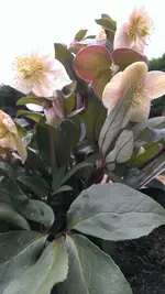 Helleborus36.webp