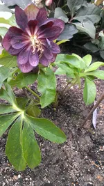 Helleborus35.webp