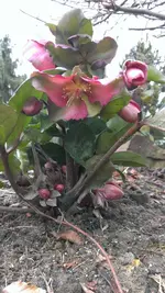 Helleborus34.webp