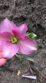 Helleborus31.webp