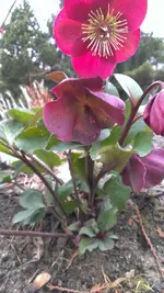 Helleborus30.webp