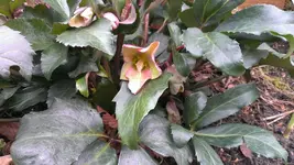 Helleborus29.webp