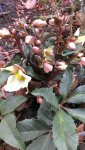 Helleborus28.jpg