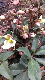 Helleborus28.webp