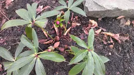 Helleborus27.webp
