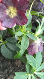 Helleborus26.webp