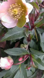 Helleborus25.webp