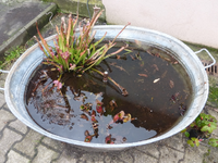 P1260460.webp