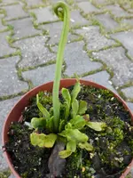 P1090411.webp