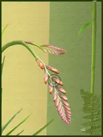 Crocosmia Lucifer.webp
