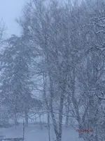 Fo_Winter_Schneegestöber__06.01.2015_mr.ditschy.webp